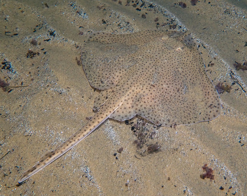 Picture of an user observation